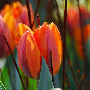 Tulipa 'Hermitage',Tulip 'Hermitage', Triumph Tulip 'Hermitage', Triumph Tulips, Spring Bulbs, Spring Flowers, Tulipe Hermitage, Orange Tulip